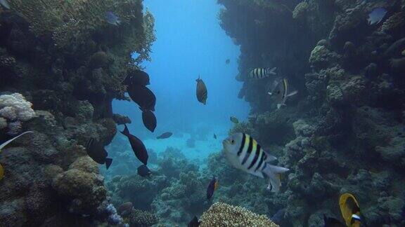 珊瑚礁的神奇世界美丽的珊瑚花和热带鱼
