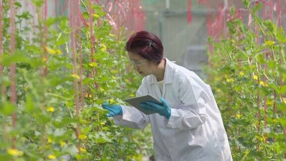 农业科学家正在检查温室里的甜瓜植株的质量并进行分析