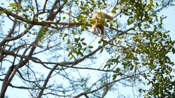 长臂猿爬上树