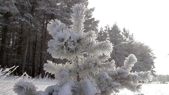 雪中的冬日森林