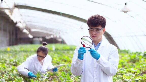 亚洲农业技术人员在温室里工作