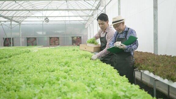 企业家在水培农场工作蔬菜在温室里生长