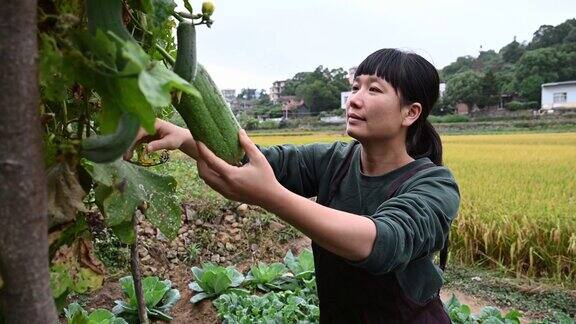 一位女农民正在她的菜园里采摘