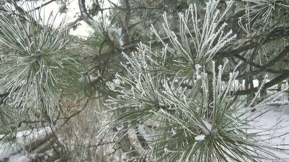 冬季景观与冰雪覆盖的冷杉树在山区森林