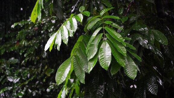 在非洲坦桑尼亚的花园中热带雨滴落在绿色的树叶上