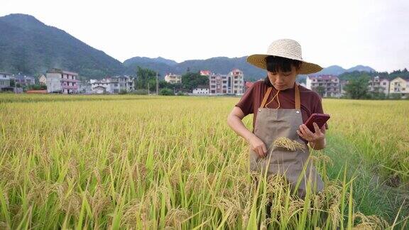 一位亚洲女性农业技术人员用手机在稻田里收集水稻数据