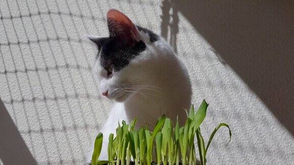 猫在阳光下吃草