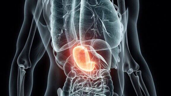 人体胃的3D渲染医学动画胃x光片