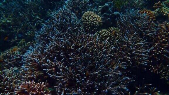 近距离观赏水下五彩缤纷的珊瑚景观