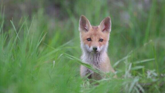 可爱的小红狐站在草地上看着镜头Vulpes