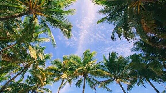 椰子树和热带海洋暑假和热带海滩椰子树生长在白色的沙滩上泰国普吉岛自由海滩前的椰子树