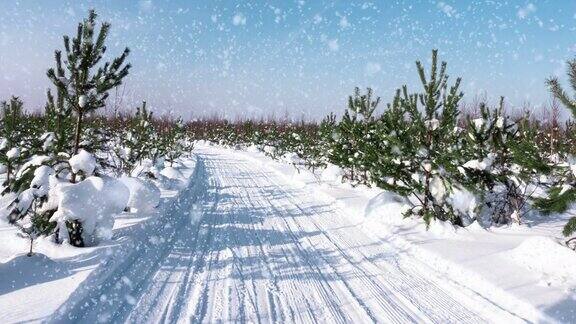 日落或日出在冬季松林与飘落的雪小路道路轨道