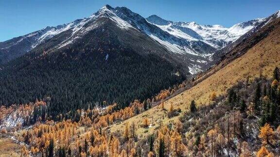 雪山脚下的森林被秋天染成了色彩