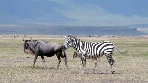 斑马角马和新生的小牛非洲坦桑尼亚