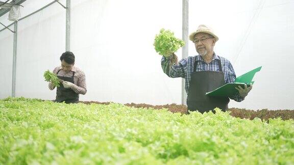 企业家在水培农场工作蔬菜在温室里生长