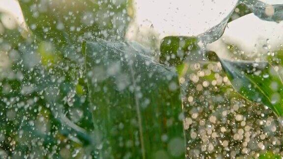 雨点落在玉米的绿叶上