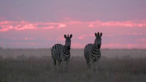 在Makgadikgadi草原上两只斑马站在美丽的红色日落前的特写博茨瓦纳