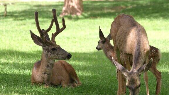 黑尾鹿坐在草地上小鹿看着他