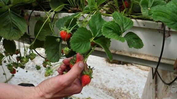 农民在有机温室里采摘草莓