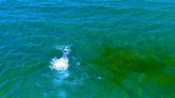 空中慢动作拍摄的一个年轻的健康男子游泳蝶泳式在海里