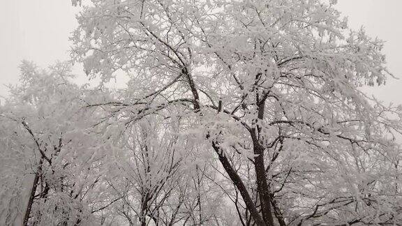 落叶树上覆盖着白霜大风摇动树枝
