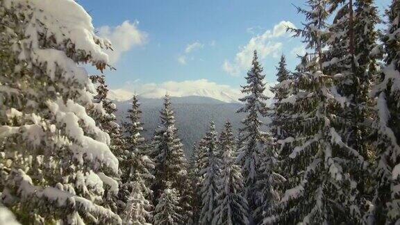鸟瞰图高大的松树覆盖着刚落下的雪在冬季的山林寒冷明亮的一天