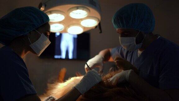 一名拉丁美洲的兽医在一家诊所里给一只狗做手术