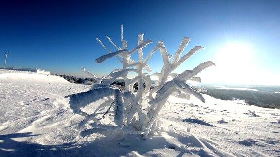 树上和树枝上的霜冬天霜冰晶冰瓦瑟库佩Rhön黑森4K