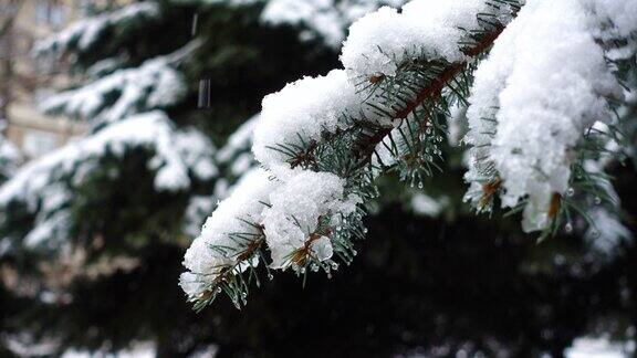 雪花落在冷杉树枝上的慢动作视频