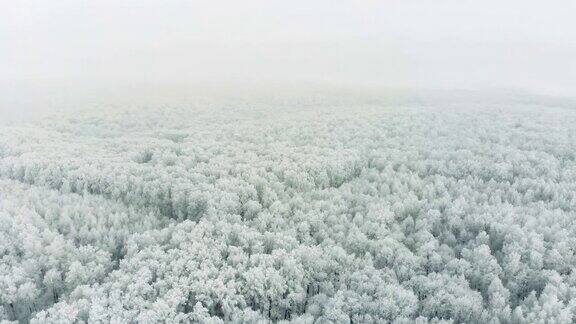 森林被雪覆盖寒冷的森林景观4k