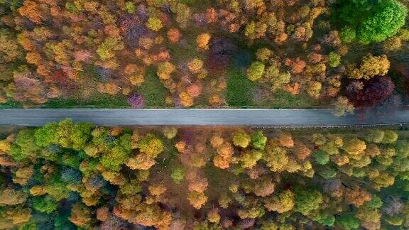 头顶侧空中鸟瞰图跟随在五颜六色的乡村秋天森林的道路秋天有橙、绿、黄、红的树林街头路径制订者4k无人机飞行直线下降建立拍摄