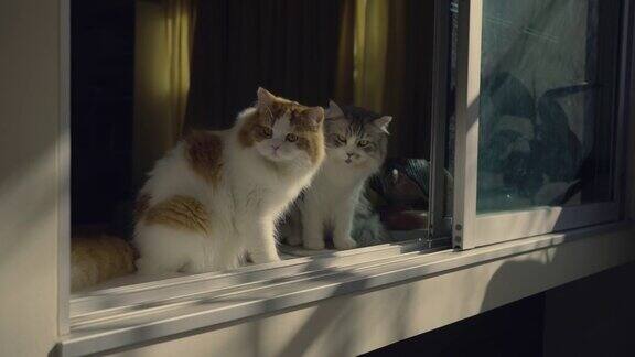 两只猫在窗边休息