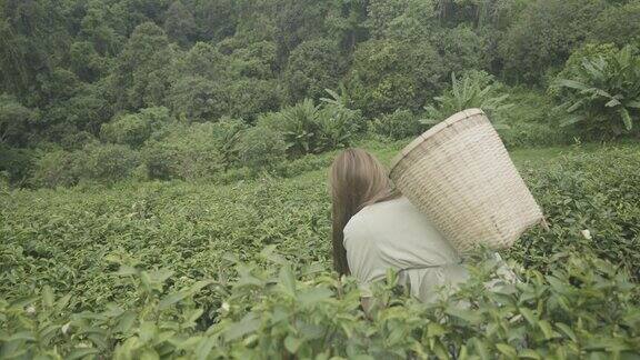 在泰国清迈采摘茶叶的妇女的索洛动作