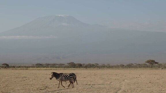 两只斑马和肯尼亚安博塞利的乞力马扎罗山