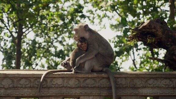 猴子妈妈在照顾她的婴儿