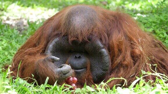近距离观察猩猩吃葡萄