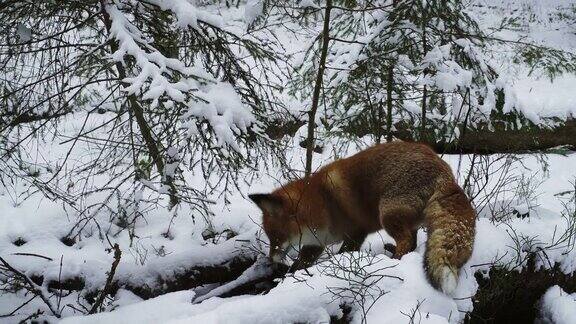 冬天的红狐狐狸在冬天狩猎