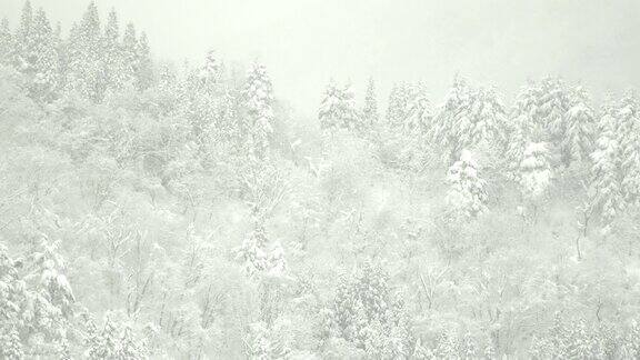 白川村山上茂密的被雪覆盖的森林