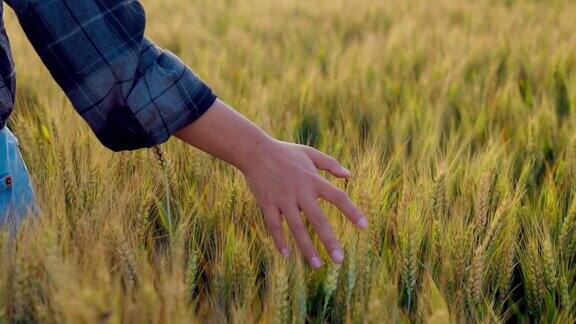 一个女人走过田地时抚摸着麦子的手