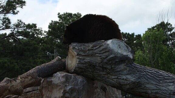 南达科他州的熊