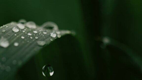 雨点落在绿色植物 升格 空镜