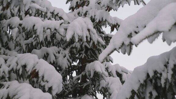 森林里树枝上的雪