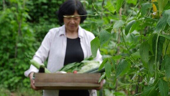 女农民拿着装着蔬菜的木箱走在田里