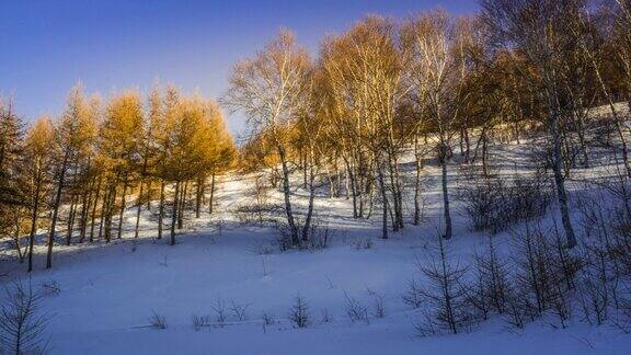 时光流逝:雪山上森林的日落
