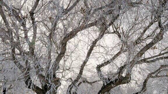 冬天冰冻的树木