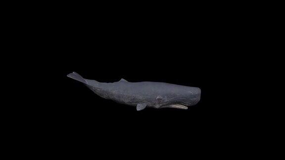 3D巨型抹香鲸游泳侧视图黑色背景动画4k60帧每秒抹香鲸漂浮循环与阿尔法哑光抹香鲸或cachalot是最大的齿鲸