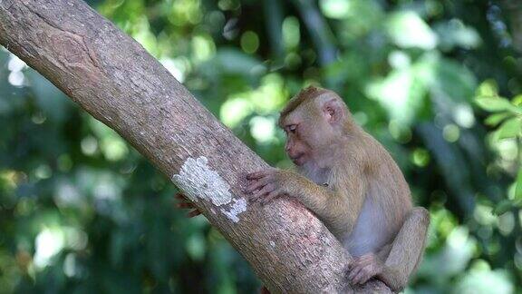 泰国自然森林里的小猴子