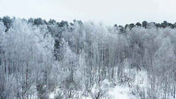 冬天多云的早晨森林里结霜的树木