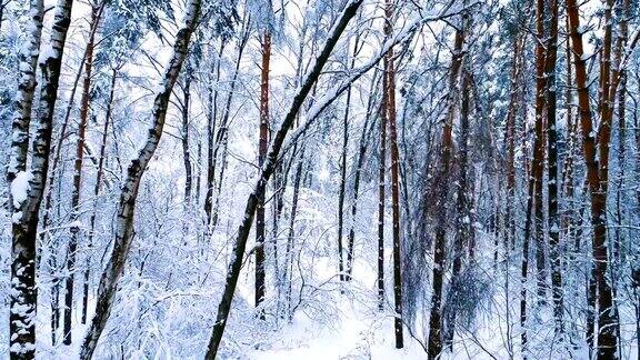 森林里白雪皑皑的树枝冬天的童话背景