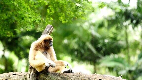 白色长臂猿在原木上休息